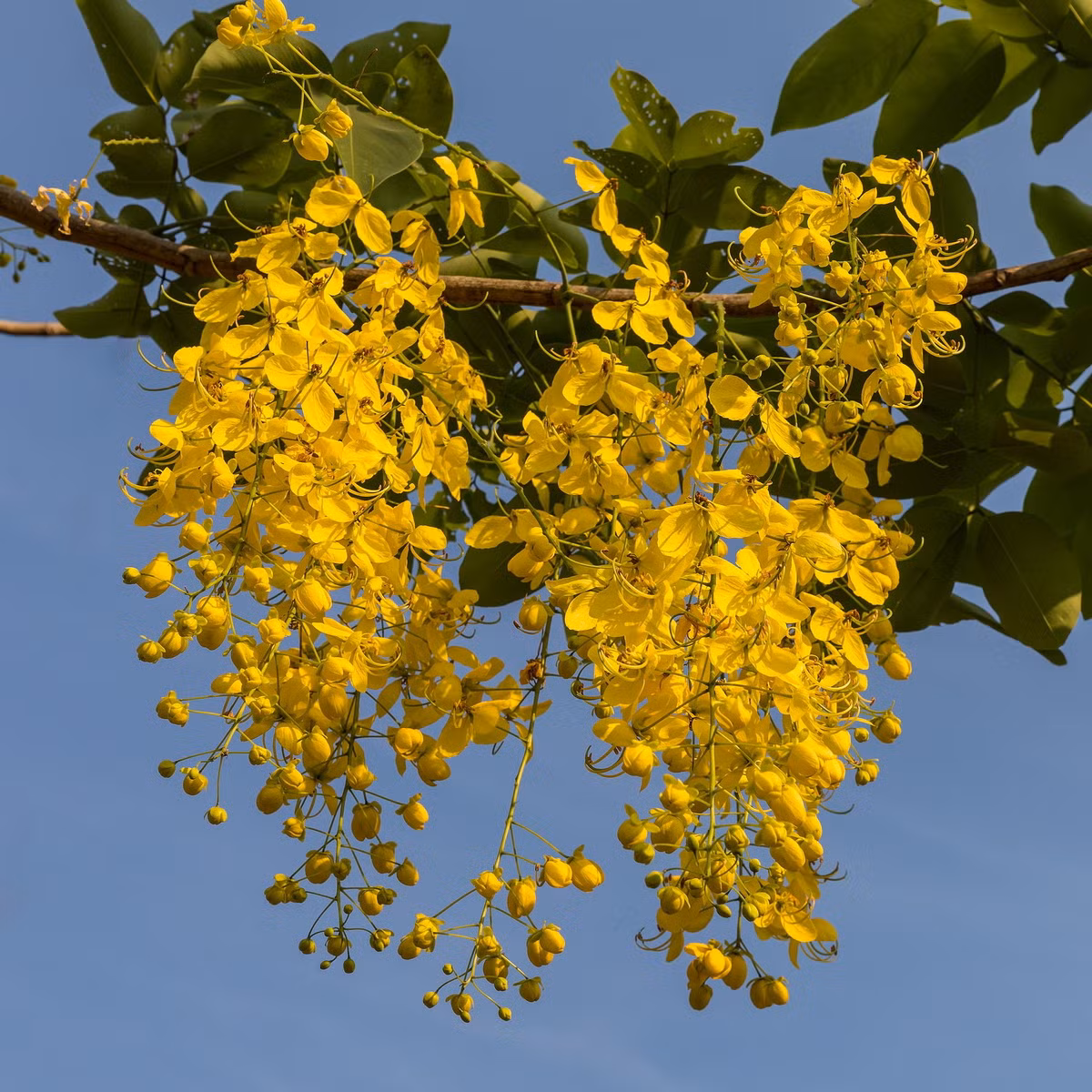  Quốc thụ của Thái Lan: Cây muồng hoàng yến (Cassia fistula).
