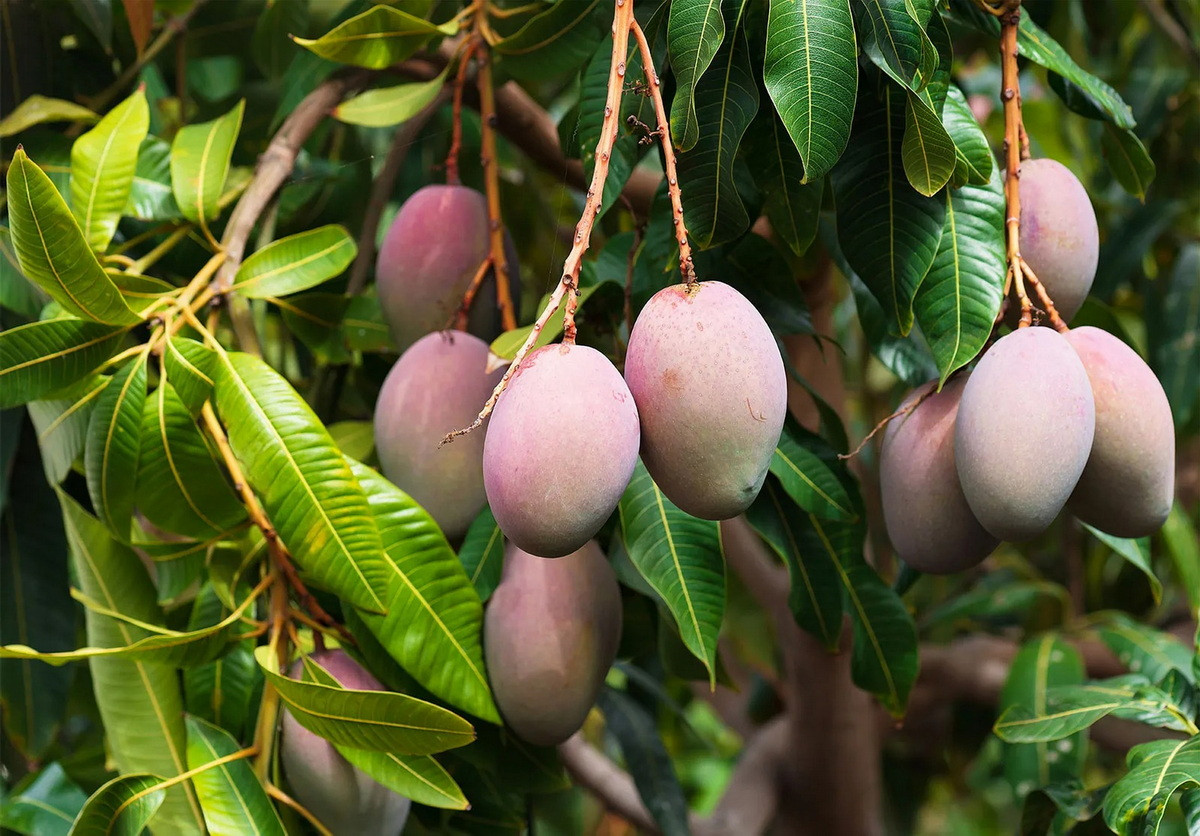  Quốc thụ của Bangladesh: Cây xoài (Mangifera indica).