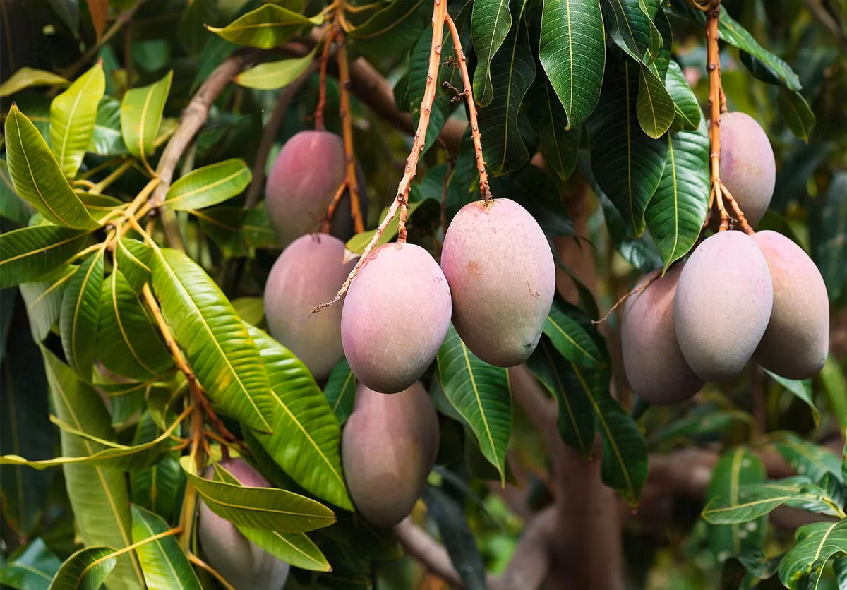  Quốc thụ của Bangladesh: Cây xoài (Mangifera indica).