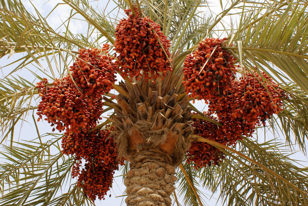  Quốc thụ của Ả Rập Saudi: Cây chà là (Phoenix dactylifera).