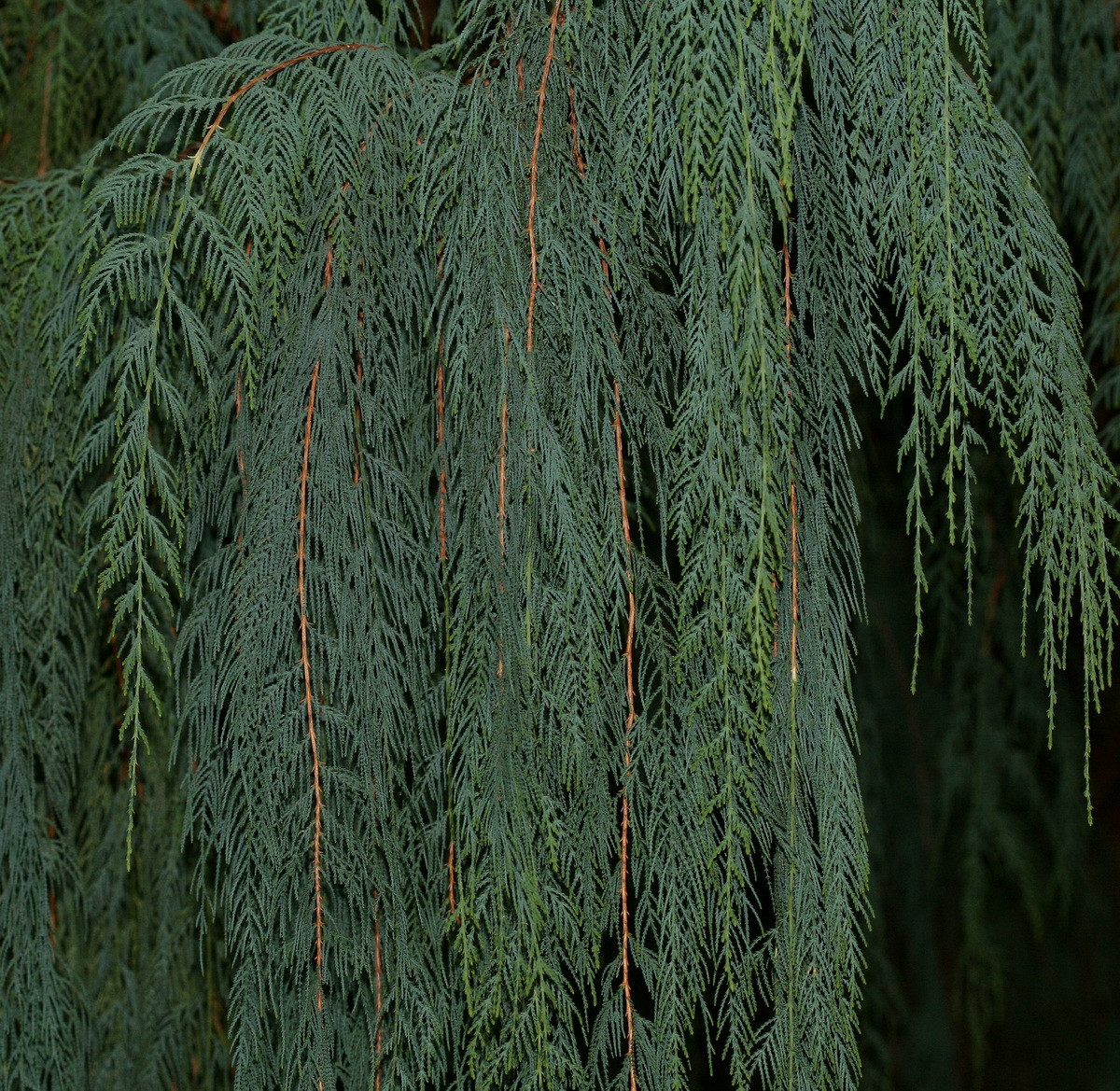  Quốc thụ của Bhutan: Cây bách Bhutan (Cupressus cashmeriana).