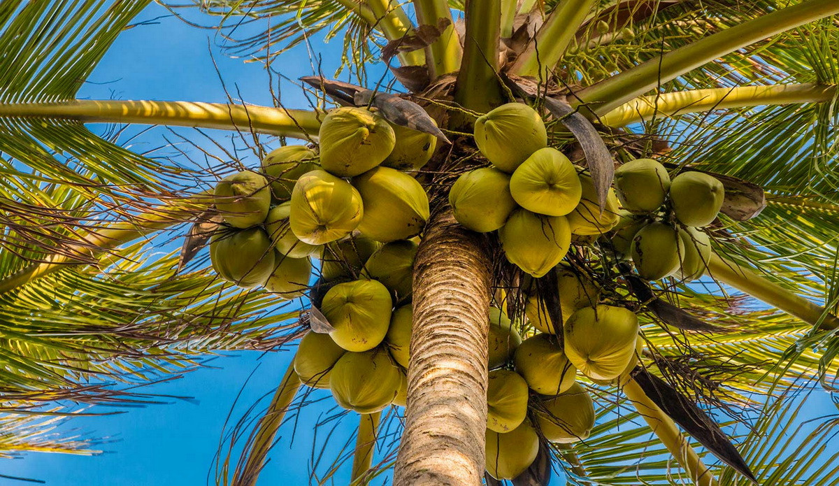  Quốc thụ của Maldives: Dừa (Cocos nucifera).