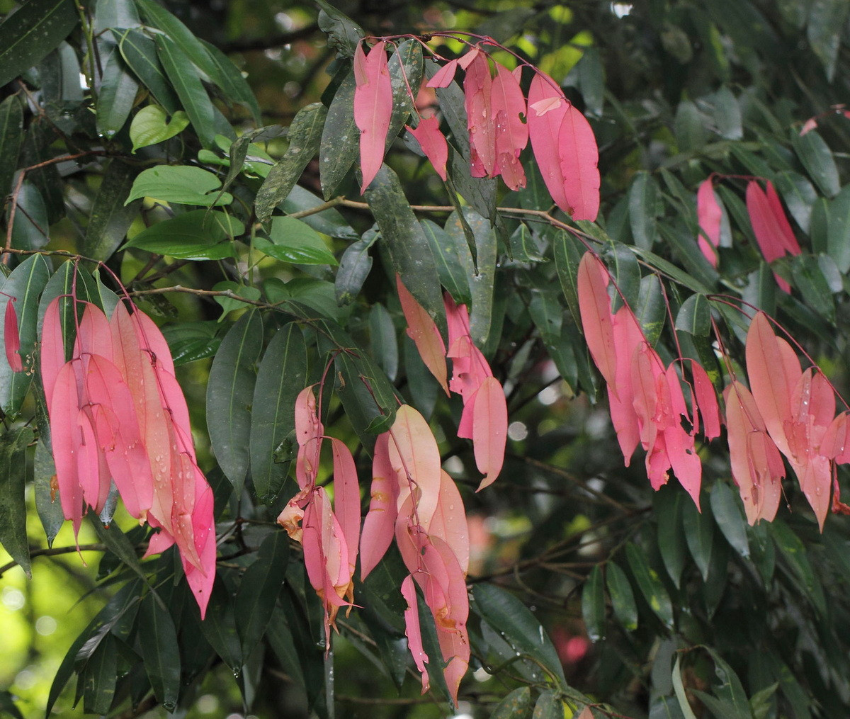  Quốc thụ của Sri Lanka: Cây gỗ lim Ceylon (Mesua ferrea).