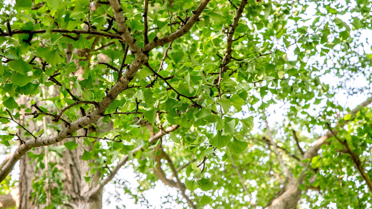  Quốc thụ của Trung Quốc: Cây Bạch quả / ngân hạnh (Ginkgo biloba).