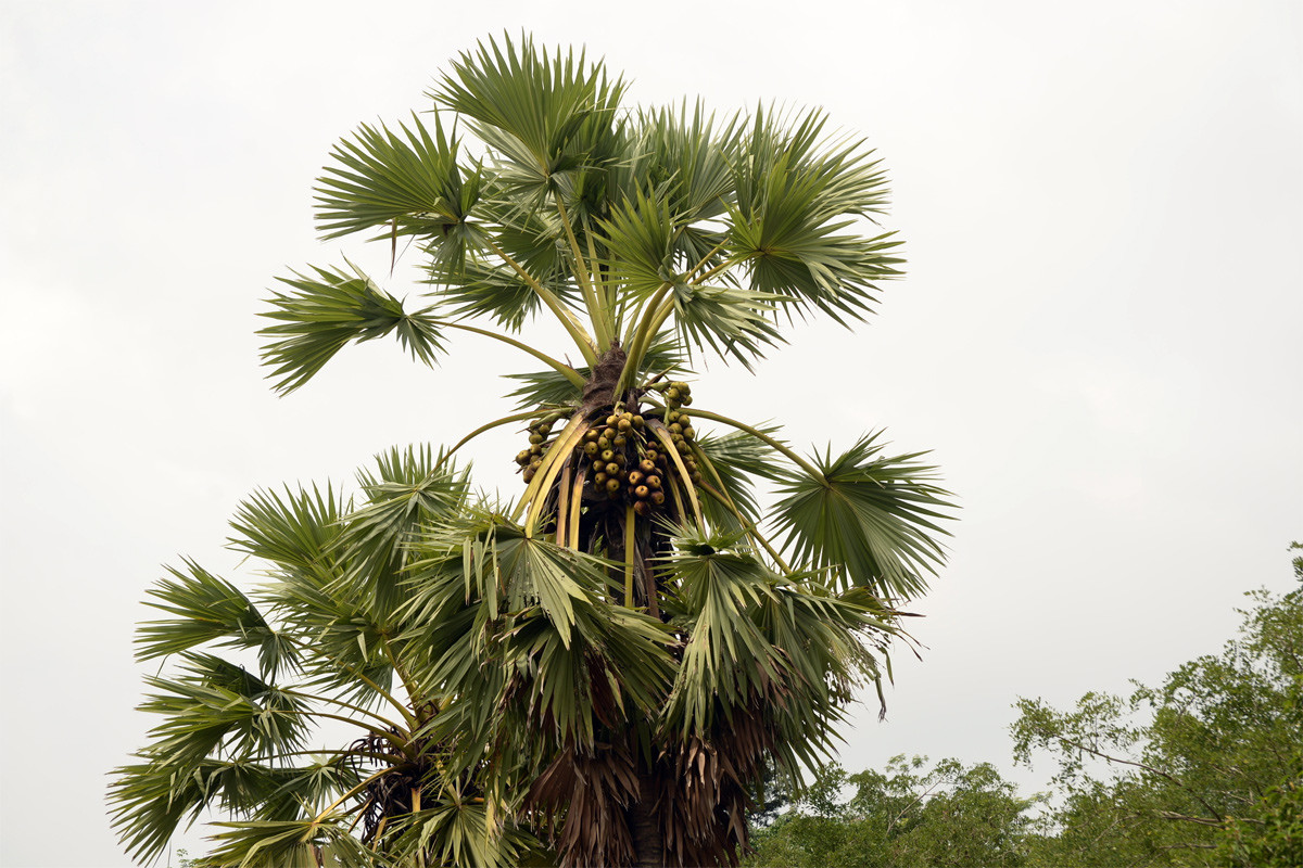  Quốc thụ của Campuchia: Cây thốt nốt (Borassus flabellifer).