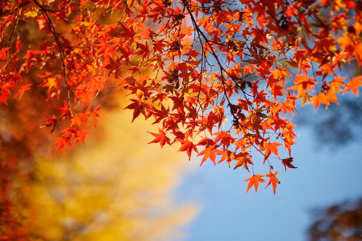  Quốc thụ của Canada: Cây phong (chi Acer).