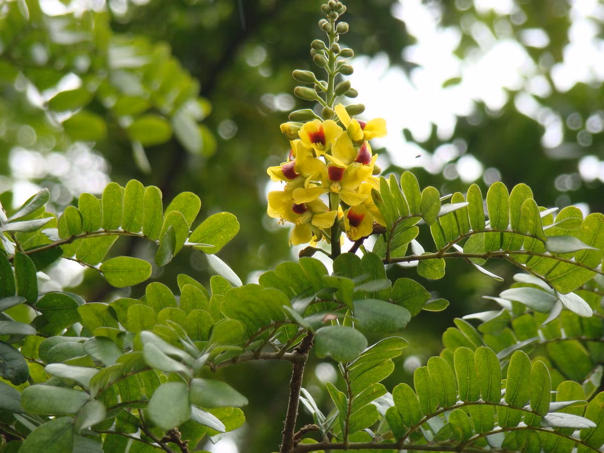  Quốc thụ của Brazil: Cây hồng mộc Brazil (Caesalpinia echinata).