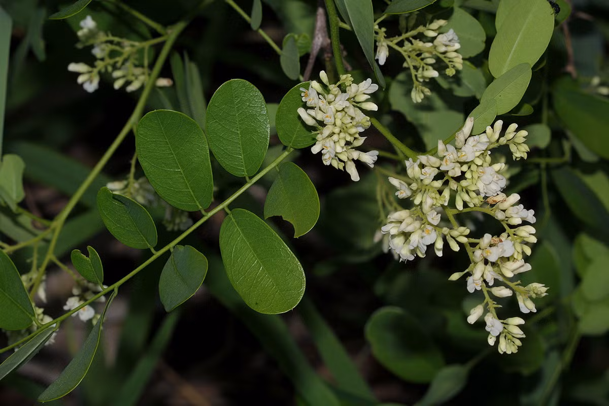 Quốc thụ của Tanzania: Cây keo cao châu Phi (Dalbergia melanoxylon).