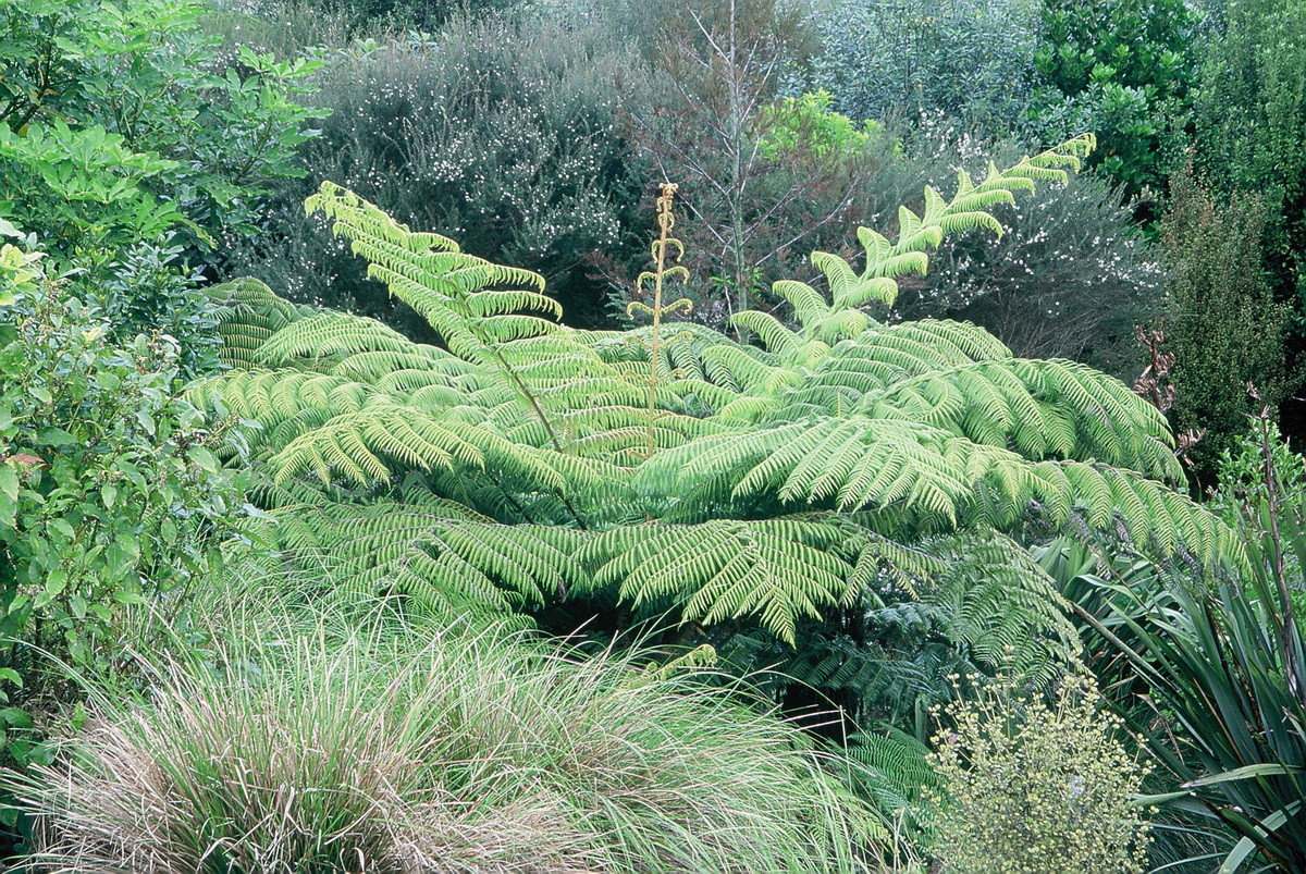  Quốc thụ của New Zealand: Cây dương xỉ bạc (Cyathea dealbata).