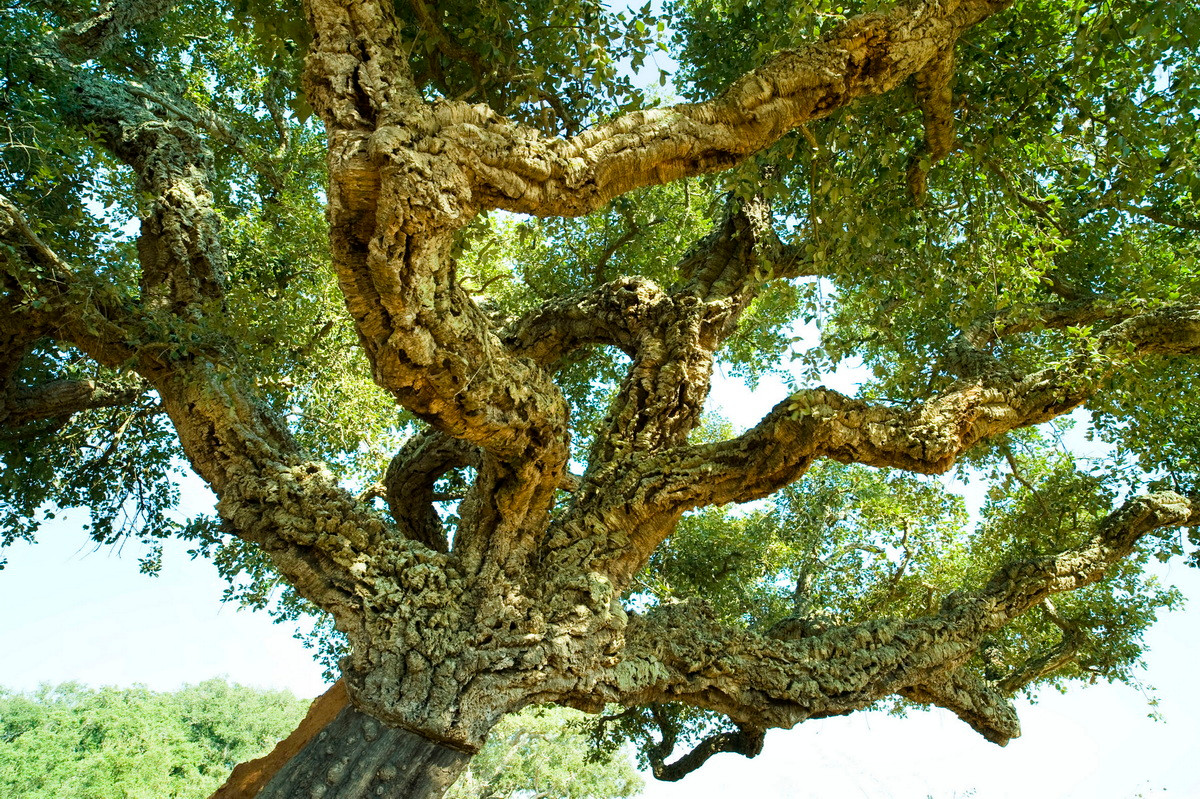  Quốc thụ của Bồ Đào Nha: Cây sồi bần (Quercus suber).