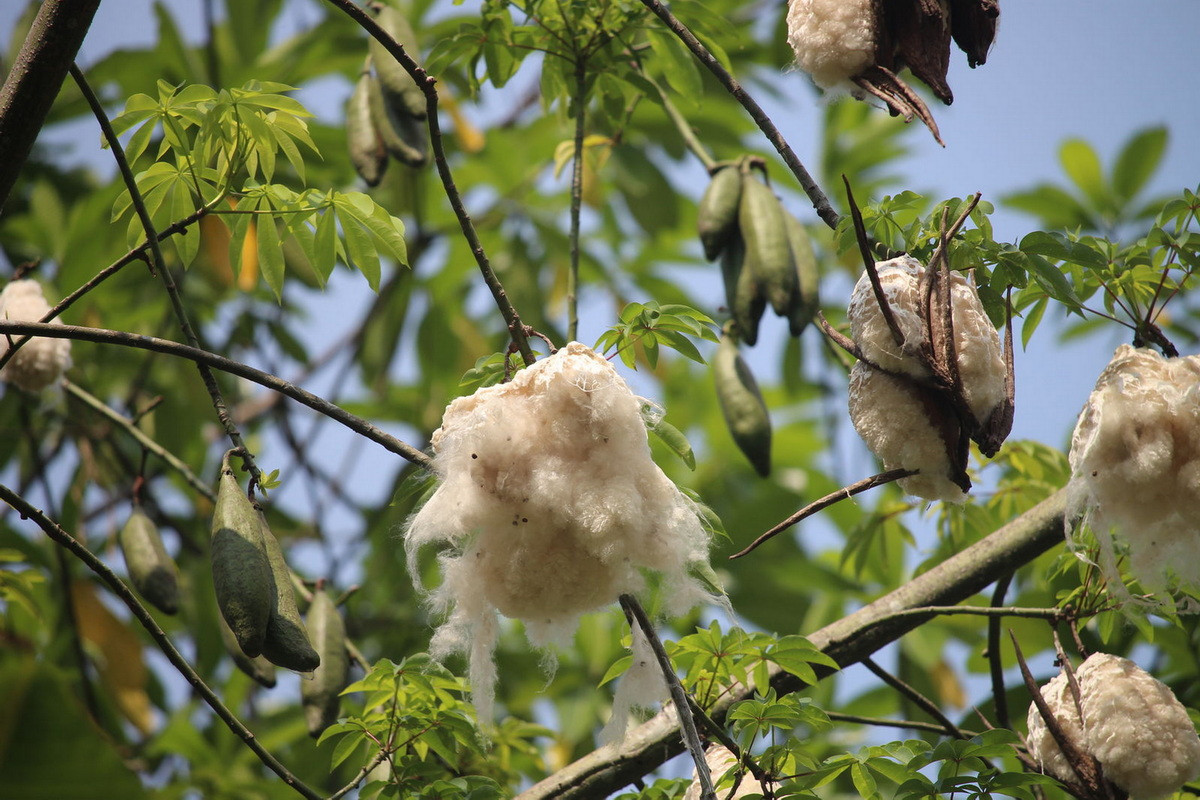  Quốc thụ của Guatemala: Cây bông gạo (Ceiba pentandra).
