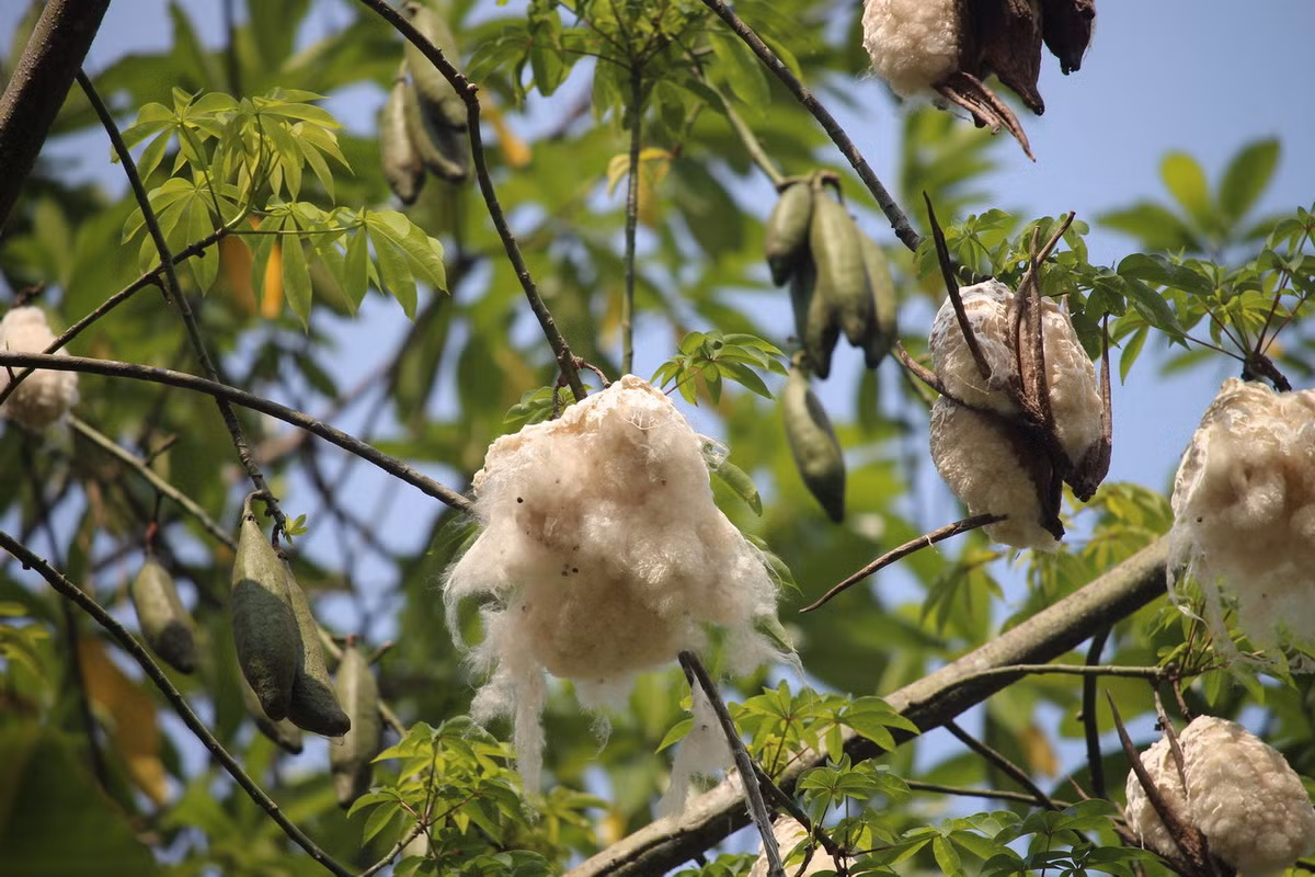  Quốc thụ của Guatemala: Cây bông gạo (Ceiba pentandra).