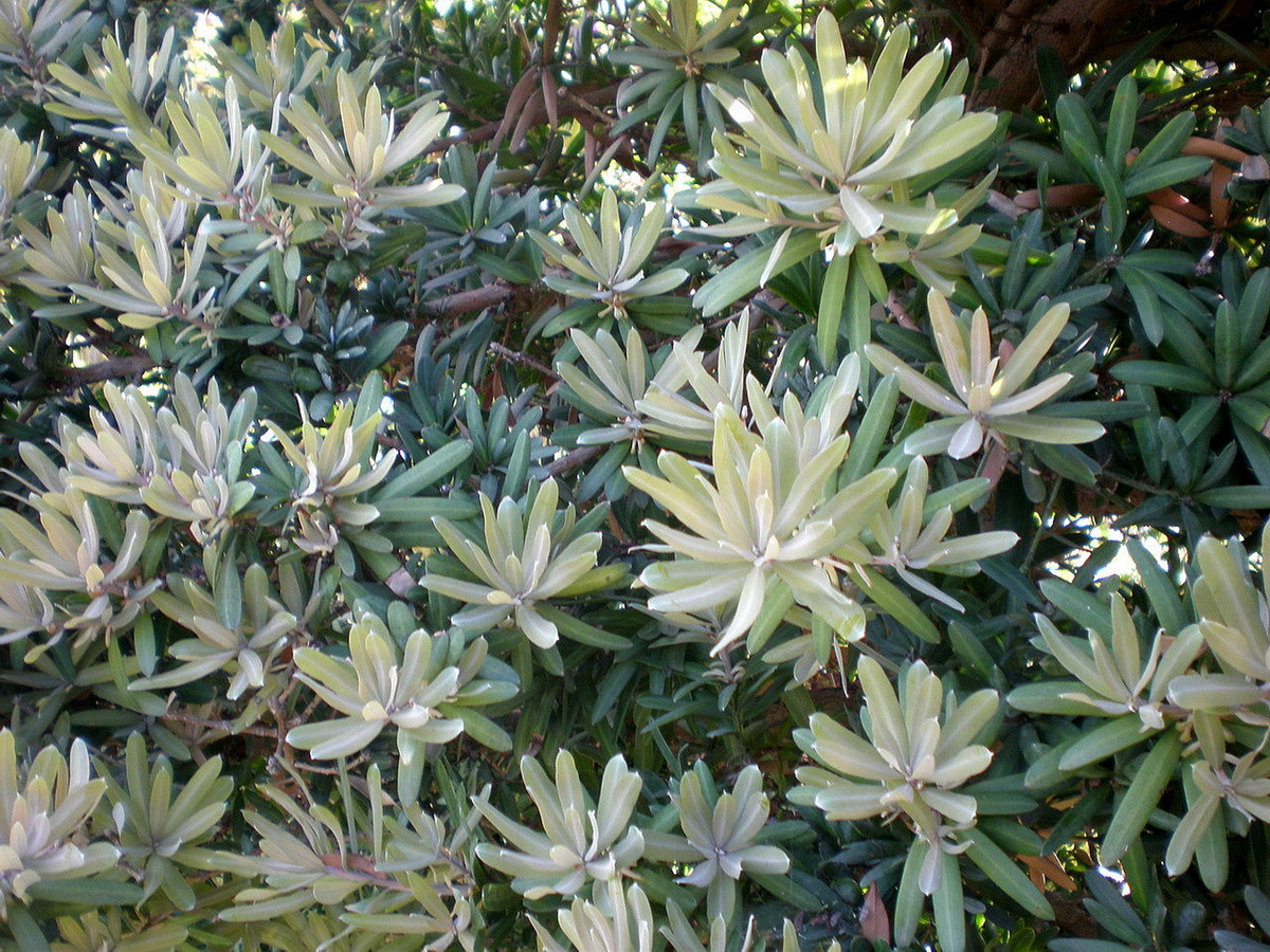  Quốc thụ của Nam Phi: Cây gỗ vàng lá rộng (Podocarpus latifolius).