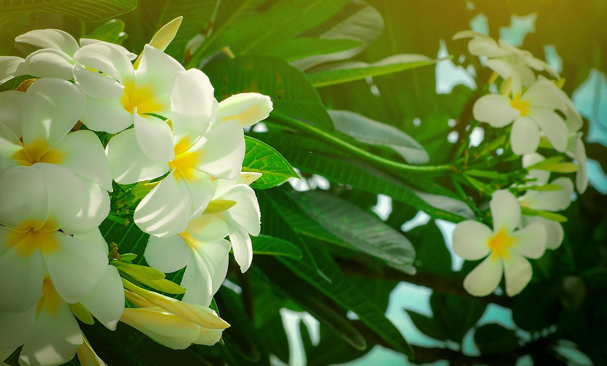  Quốc thụ của Lào: Cây hoa đại (chi Plumeria).