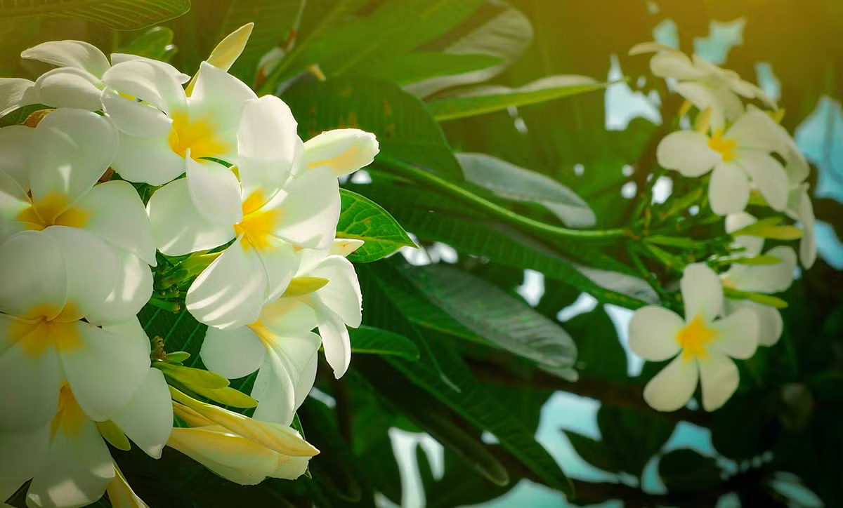  Quốc thụ của Lào: Cây hoa đại (chi Plumeria).