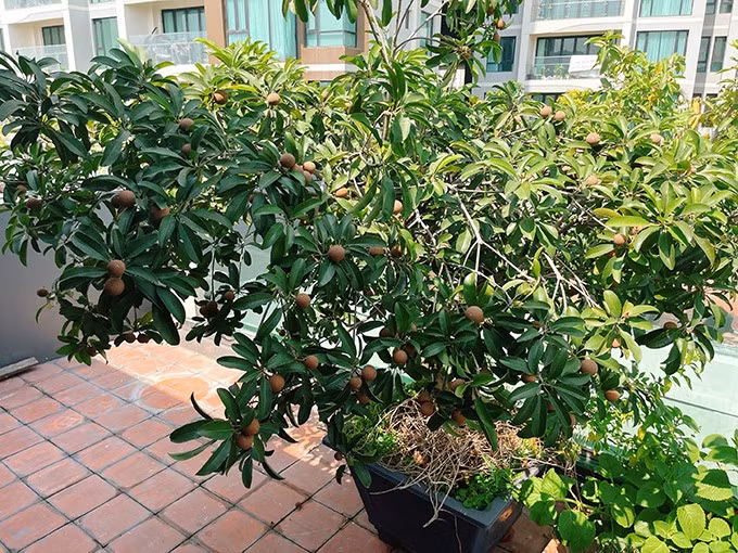 Vuon rau tram thu rau qua cua me don than hot nhat showbiz-Hinh-4