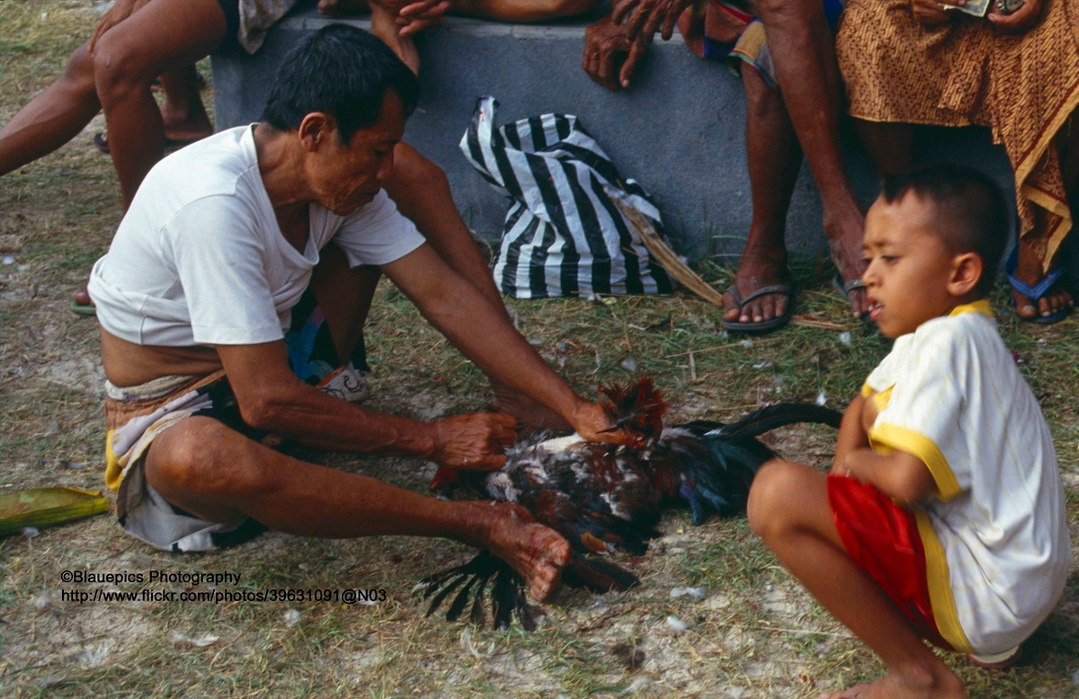 Ngắc ngoải sau cuộc chiến, chú gà bị nhổ lông để chế biến thành món ăn.