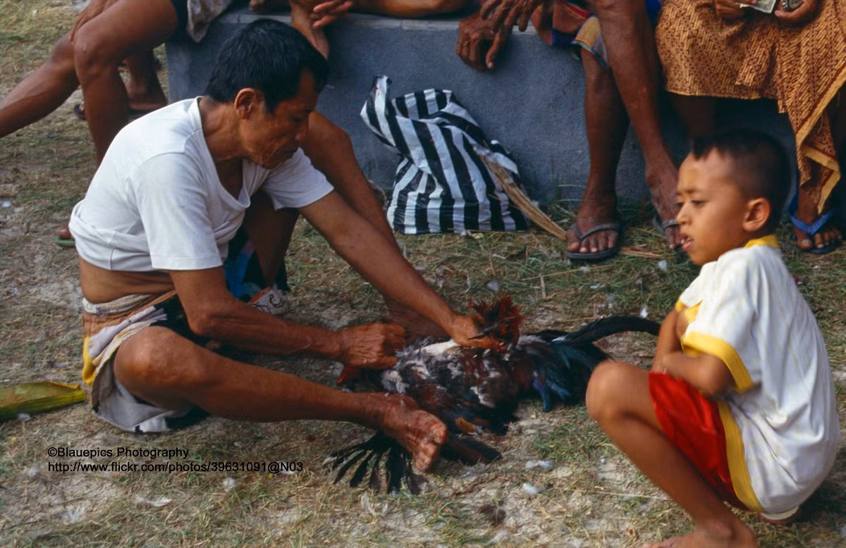 Ngắc ngoải sau cuộc chiến, chú gà bị nhổ lông để chế biến thành món ăn.