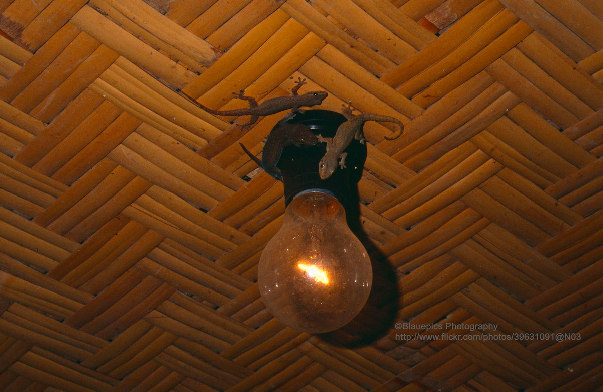 Những con thạch sùng kiếm ăn quanh bóng đèn điện buổi tối.