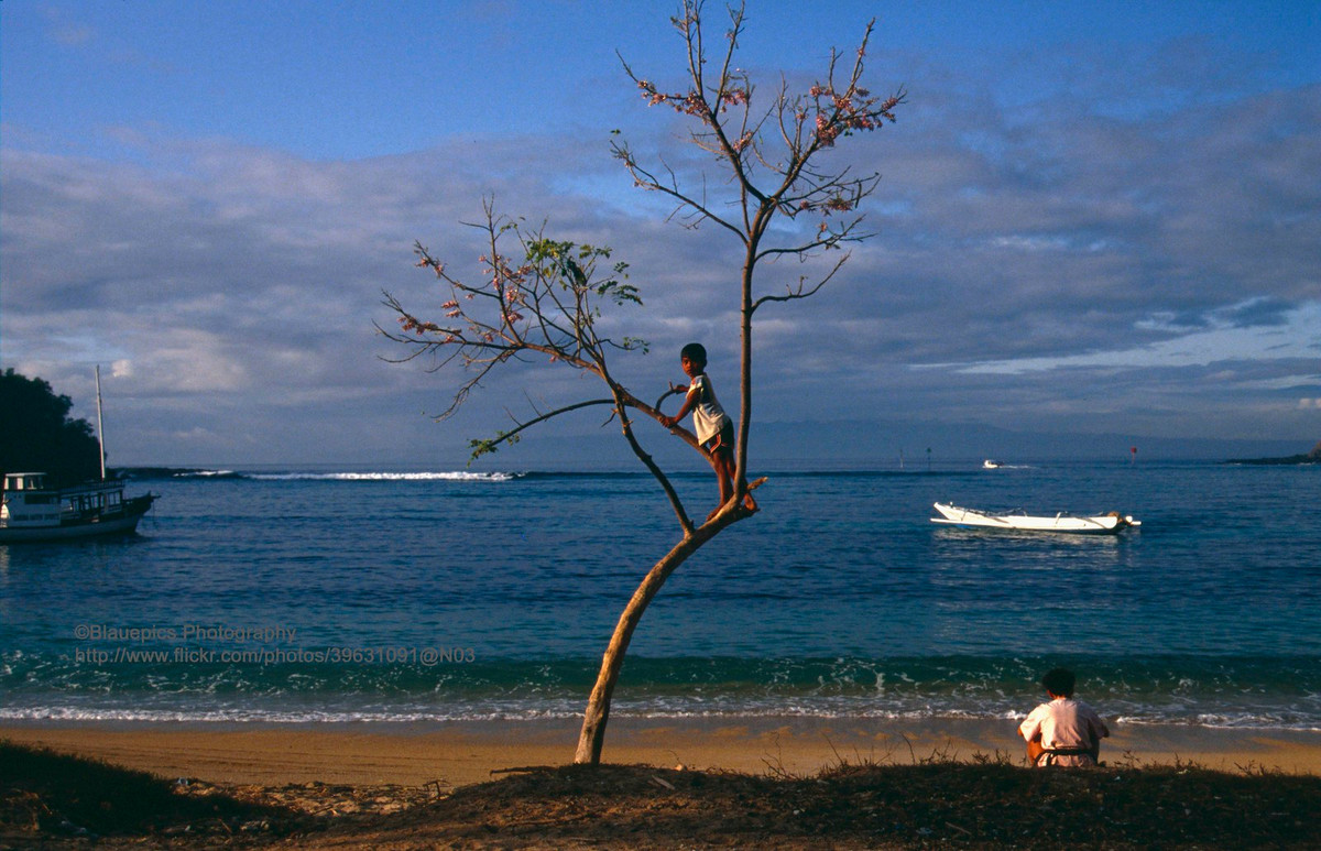 Đứa trẻ trèo cây, Padangbai.
