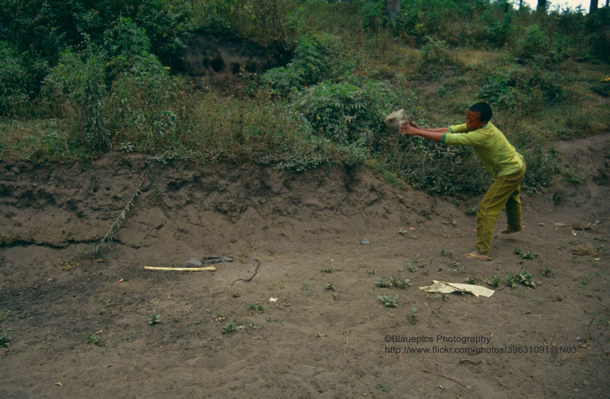 Thiếu niên địa phương lấy đá chọi một con rắn. Con vật chết ngay trong cú ném đầu tiên.