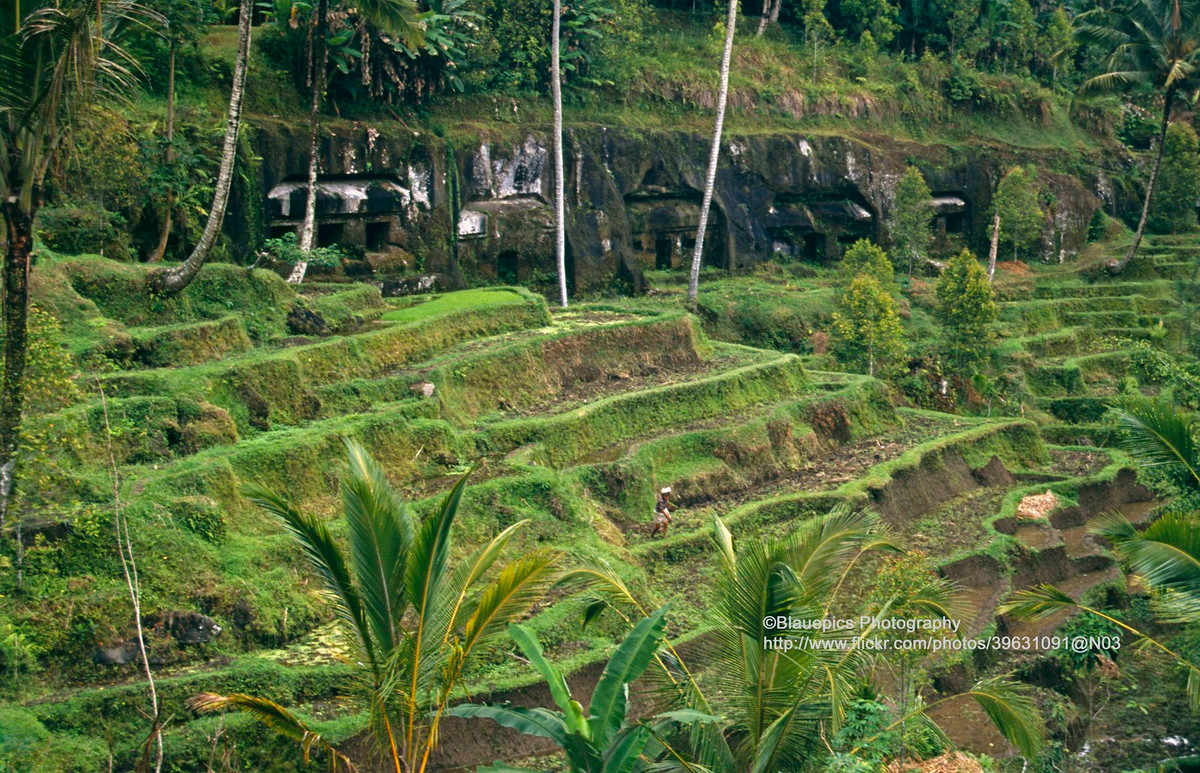 Ruộng bậc thang của đền Gunung Kawi Sebatu, cách thị trấn Ubud 12 km về phía Đông Bắc. Ngôi đền này có từ thế kỷ 11.