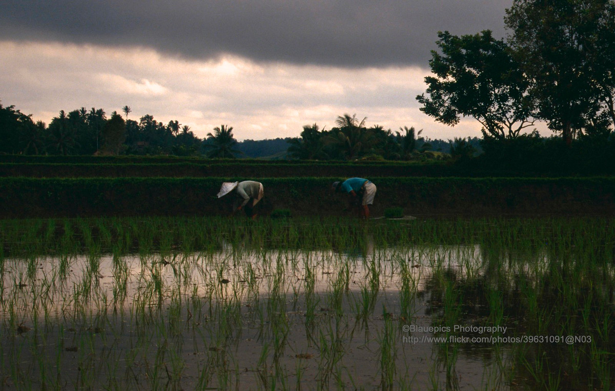 Nông dân Ubud một nắng hai sương trên ruộng lúa.
