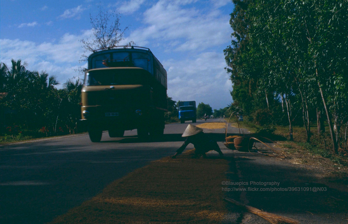 Người dân phơi thóc trên quốc lộ.