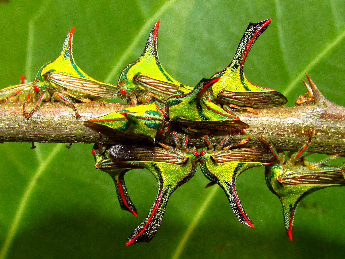 Ve sầu nhảy gai (Umbonia crassicornis). Kích thước: Dài 1-1,2 cm. Vùng phân bố: Nam Hoa Kỳ và Mexico.