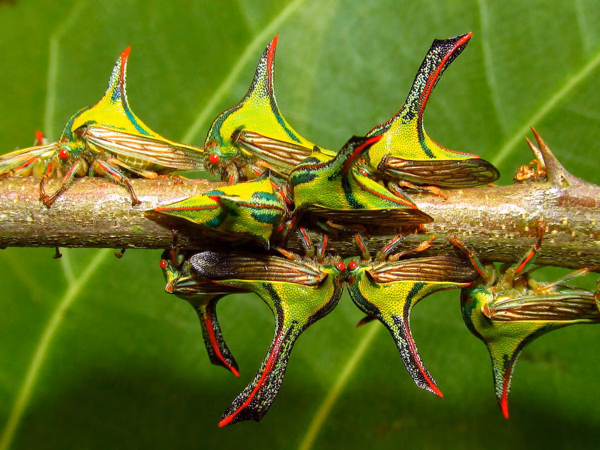 Ve sầu nhảy gai (Umbonia crassicornis). Kích thước: Dài 1-1,2 cm. Vùng phân bố: Nam Hoa Kỳ và Mexico.
