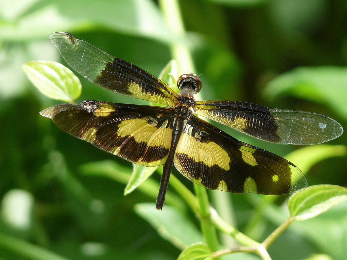 Chuồn chuồn cánh khoang (Rhyothemis variegata). Kích thước: Dài 2,3-3,6 cm. Vùng phân bố: Nam và Đông Nam Á.