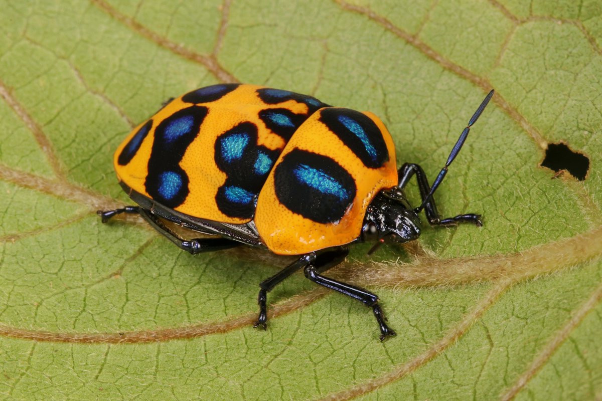 Bọ xít mai ngọc (Poecilocoris druraei). Kích thước: Dài 1,7-2 cm. Vùng phân bố: Đông Nam Á và Nam Trung Quốc.