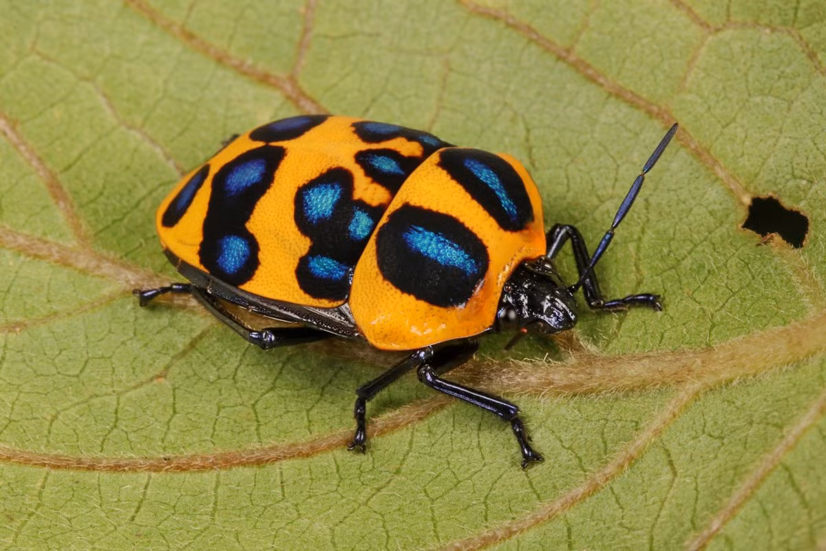 Bọ xít mai ngọc (Poecilocoris druraei). Kích thước: Dài 1,7-2 cm. Vùng phân bố: Đông Nam Á và Nam Trung Quốc.