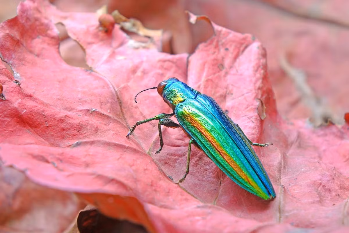 Bọ gỗ ánh kim (Chrysochroa fulgidissima). Kích thước: Dài 3-4 cm. Vùng phân bố: Nhật Bản và bán đảo Triều Tiên.