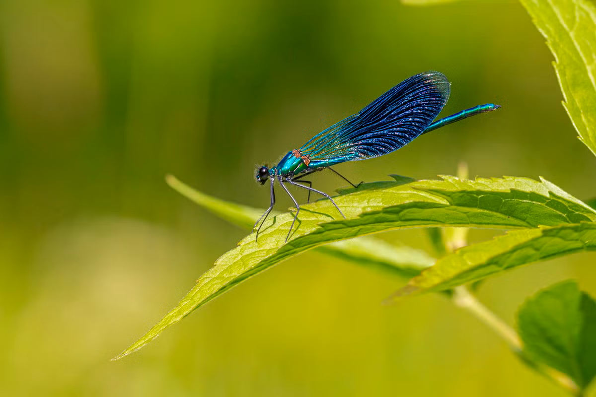 Kim kim mỹ nữ (Calopteryx virgo). Kích thước: Dài 4-5 cm. Vùng phân bố: Châu Âu, Bắc Phi, châu Á.