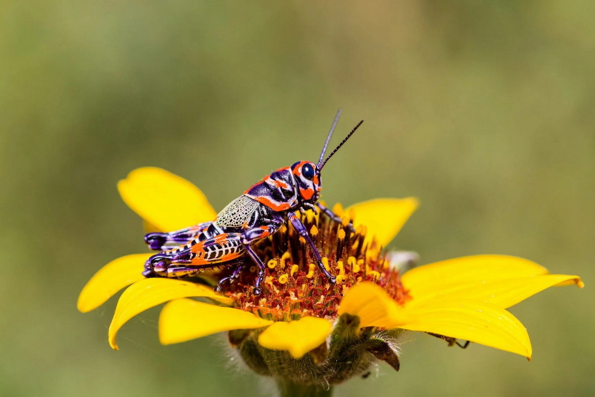 Châu chấu cầu vồng (Dactylotum bicolor). Kích thước: Dài 2-3,5 cm. Vùng phân bố: Nam Canada, Tây Hoa Kỳ và Bắc Mexico.