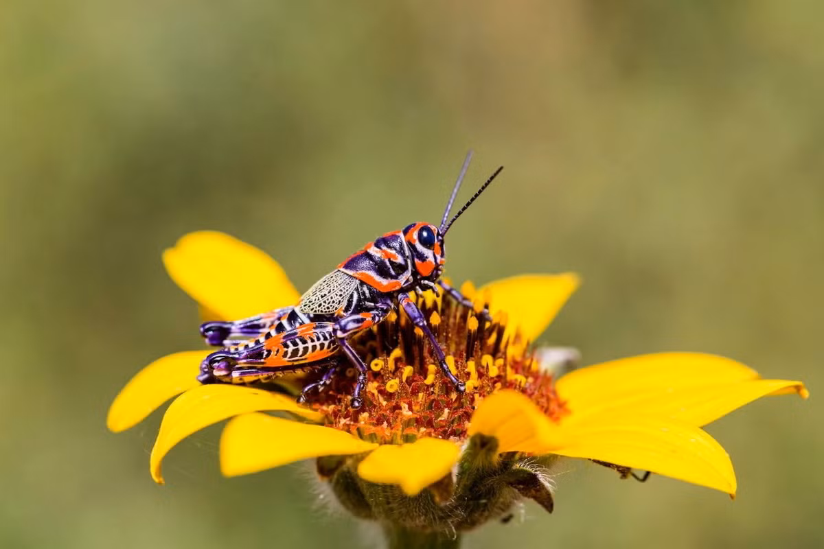 Châu chấu cầu vồng (Dactylotum bicolor). Kích thước: Dài 2-3,5 cm. Vùng phân bố: Nam Canada, Tây Hoa Kỳ và Bắc Mexico.