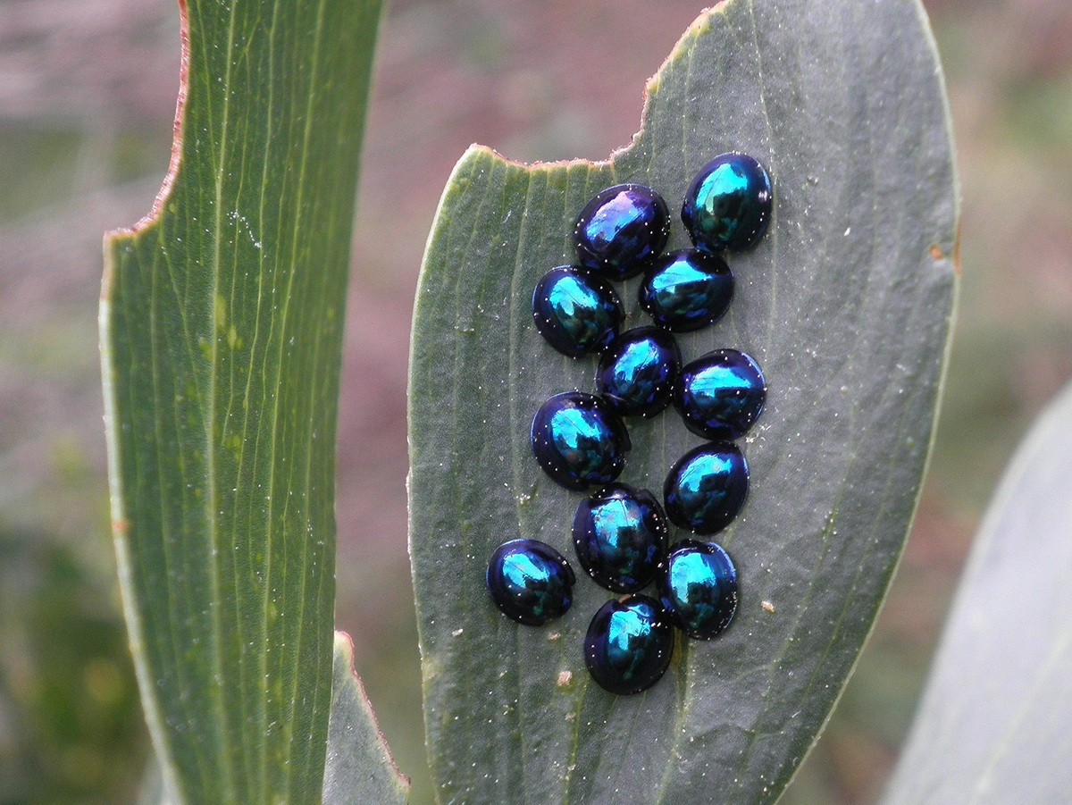 Bọ rùa xanh thép (Halmus chalybeus). Kích thước: Dài 3-4 mm. Vùng phân bố: Australia.