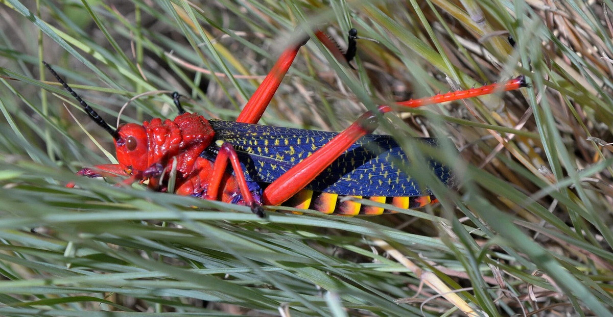 Châu chấu bông sữa (Phymateus morbillosus). Kích thước: Dài 7 cm. Vùng phân bố: Châu Phi, Madagascar và Ấn Độ.