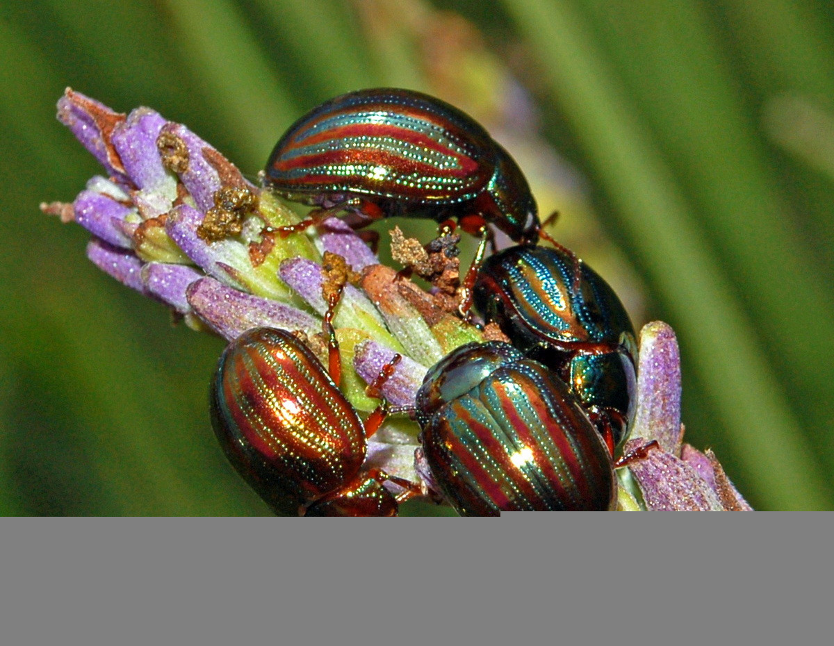 Bọ hương thảo (Chrysolina americana). Kích thước: Dài 5-8 mm. Vùng phân bố: Bắc Phi, Nam Âu, Cận Đông và Trung Đông.