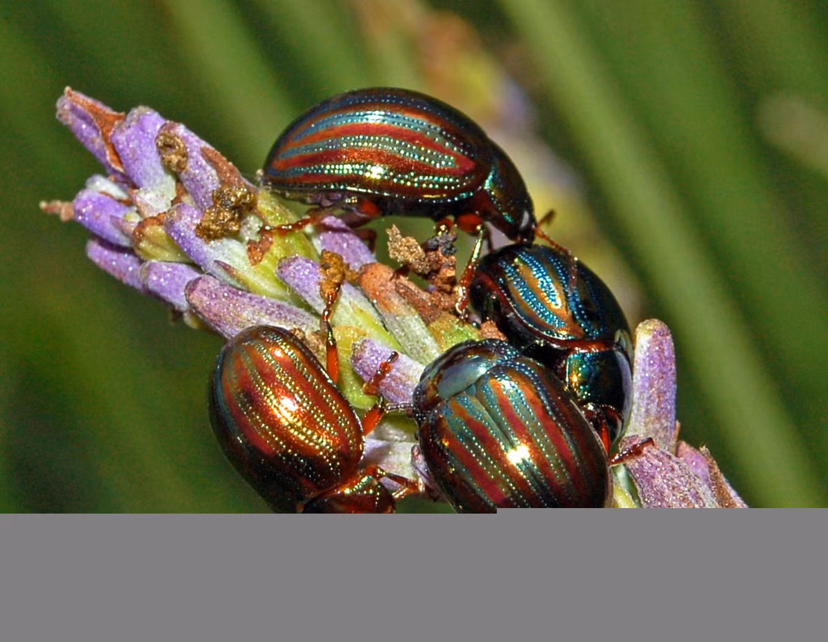 Bọ hương thảo (Chrysolina americana). Kích thước: Dài 5-8 mm. Vùng phân bố: Bắc Phi, Nam Âu, Cận Đông và Trung Đông.