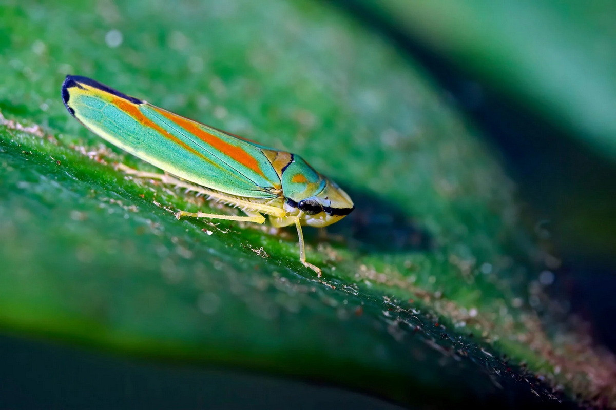 Rầy lá đỗ quyên (Graphocephala fennahi). Kích thước: Dài 8-10 cm. Vùng phân bố: Hoa Kỳ.