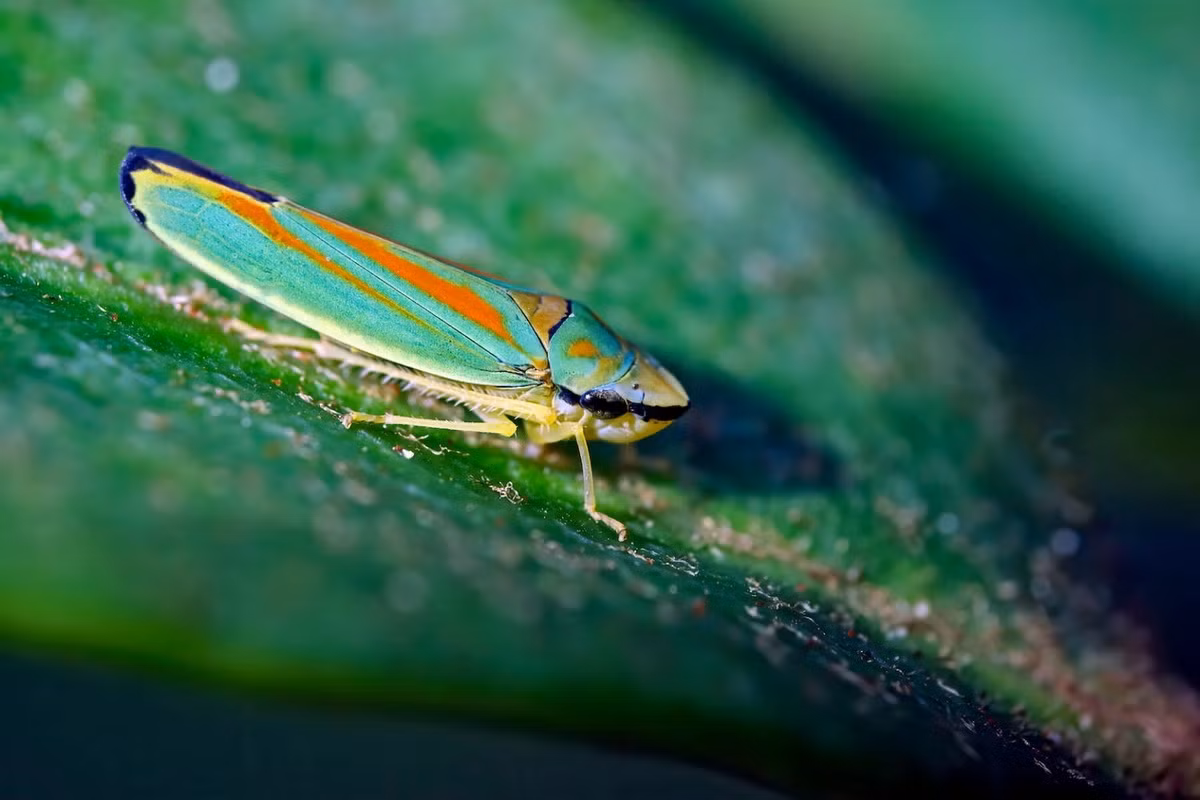 Rầy lá đỗ quyên (Graphocephala fennahi). Kích thước: Dài 8-10 cm. Vùng phân bố: Hoa Kỳ.