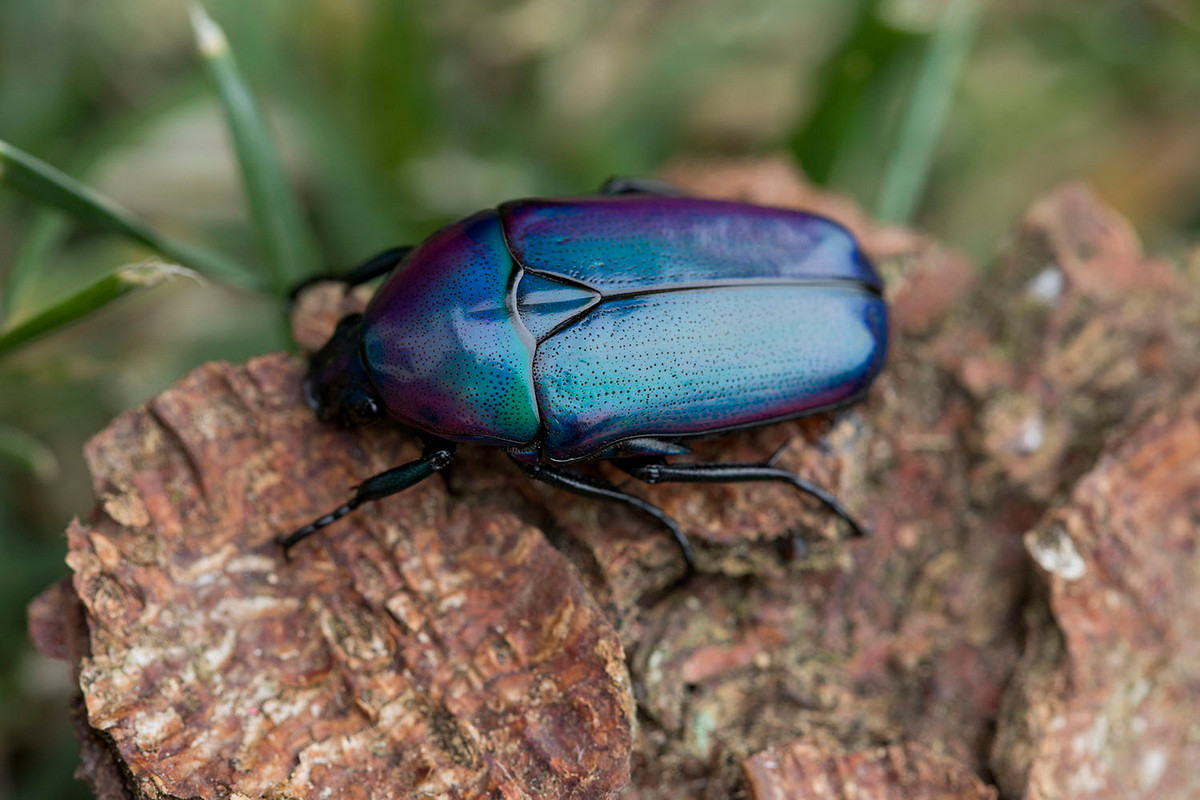 Bọ hoa tím châu Phi (Chlorocala africana oertzeni). Kích thước: Dài 2-2,5 cm. Vùng phân bố: Châu Phi.