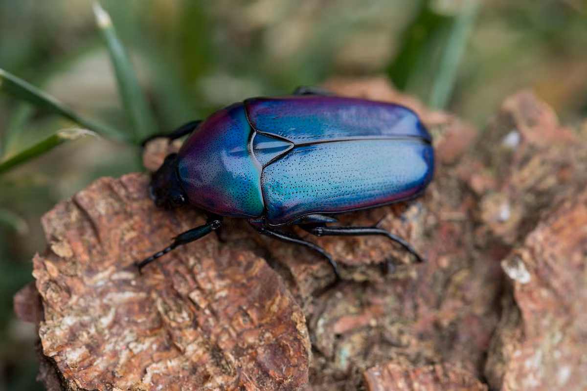 Bọ hoa tím châu Phi (Chlorocala africana oertzeni). Kích thước: Dài 2-2,5 cm. Vùng phân bố: Châu Phi.