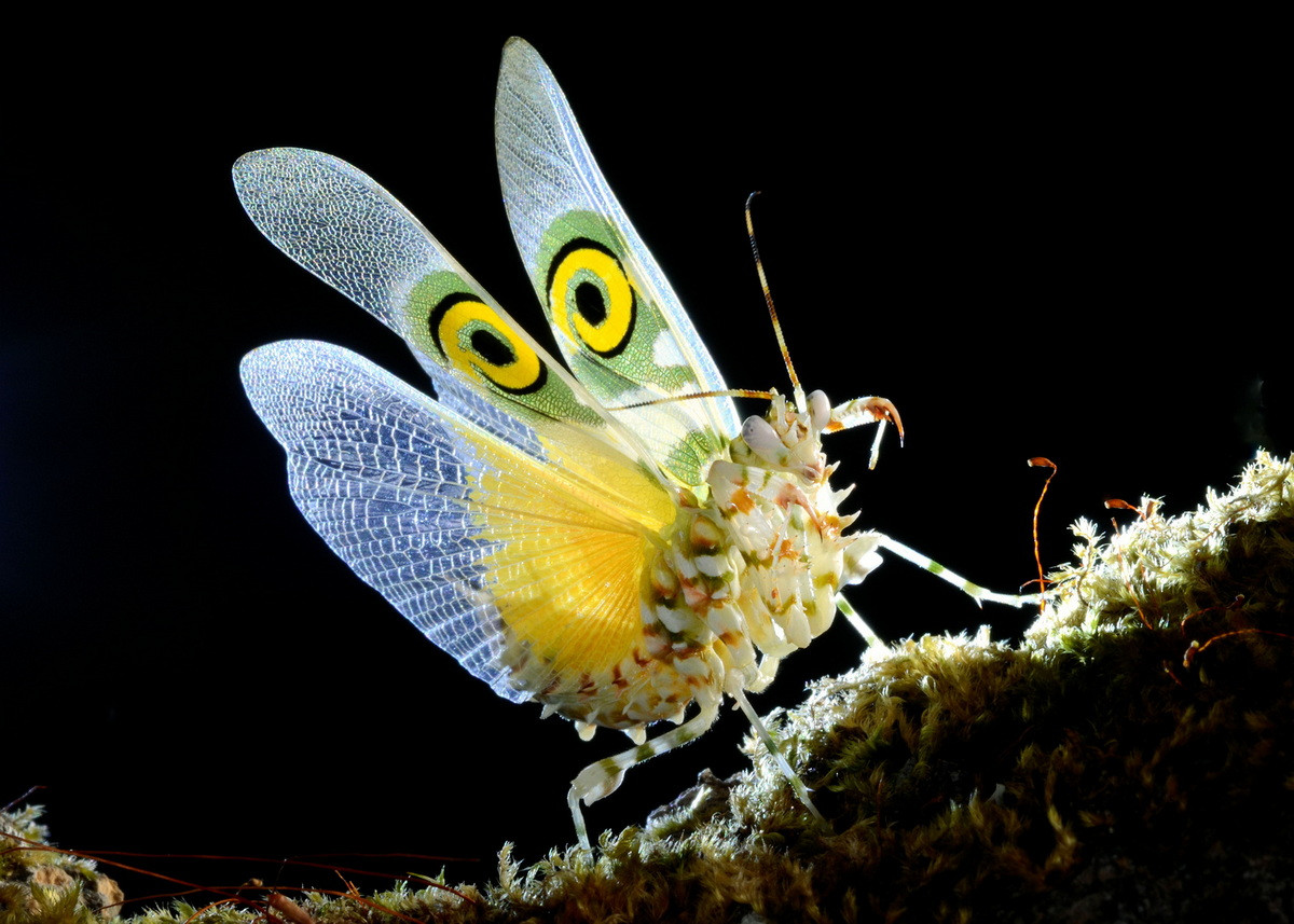 Bọ ngựa hoa có gai (Pseudocreobotra wahlbergii). Kích thước: Dài 3-4 cm. Vùng phân bố: Đông và Nam châu Phi.