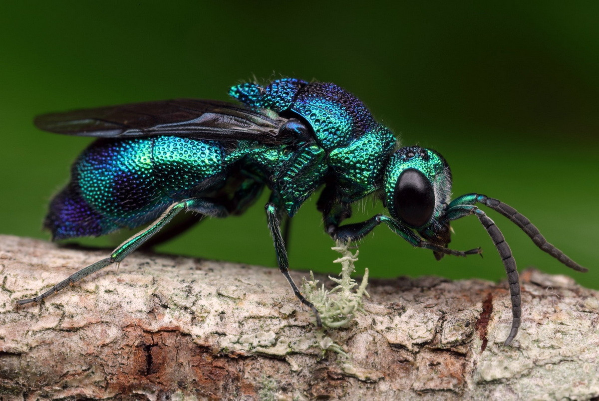 Tò vò biếc (họ Chrysididae). Kích thước: Dài 1,2 cm. Vùng phân bố: Các khu vực sa mạc trên toàn thế giới.
