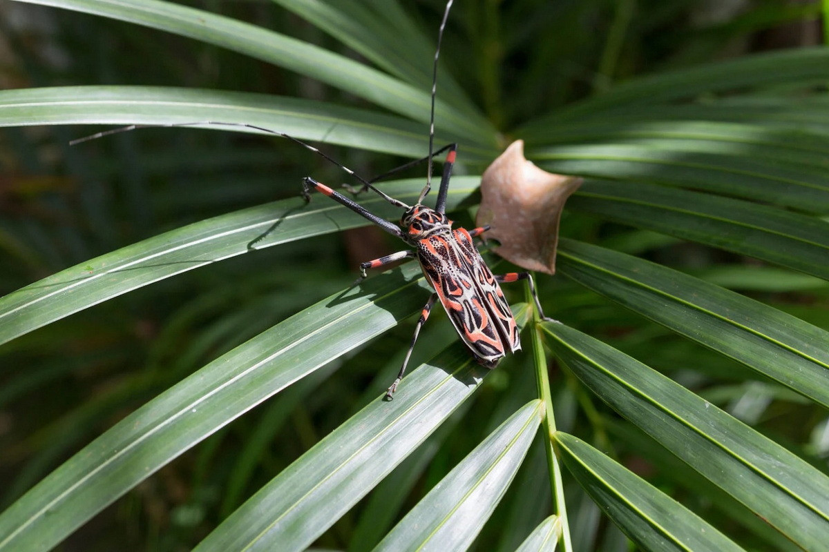 Bọ hề (Acrocinus longimanus). Kích thước: Dài 7-8 cm. Vùng phân bố: Nam Mexico và Uruguay.