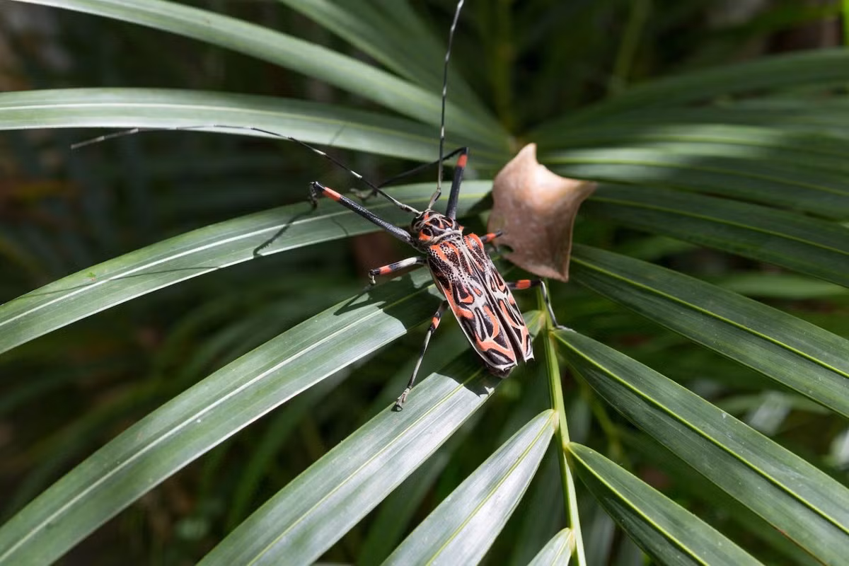 Bọ hề (Acrocinus longimanus). Kích thước: Dài 7-8 cm. Vùng phân bố: Nam Mexico và Uruguay.