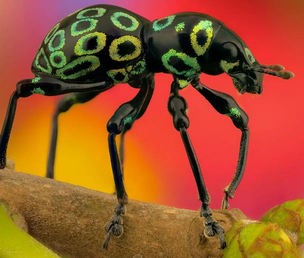 Mọt cầu vồng (Pachyrrhynchus congestus ocelatus). Kích thước: Dài 1,5-1,8 cm. Vùng phân bố: Các hải đảo Đông Nam Á.